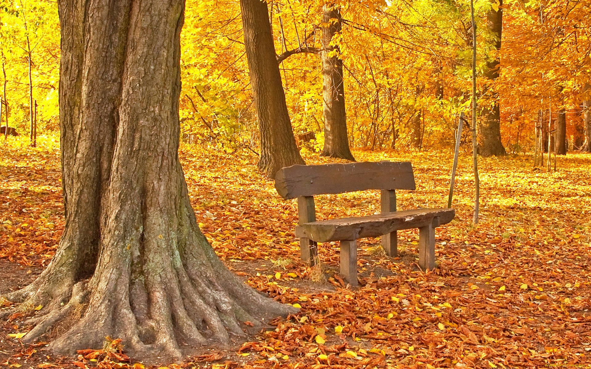 , , , , tree, park, maple, fall, leaves, autumn